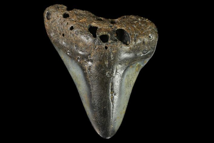 Bargain, Fossil Megalodon Tooth - North Carolina #124835